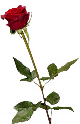 A Rose, find your Rose in the scheduling software.